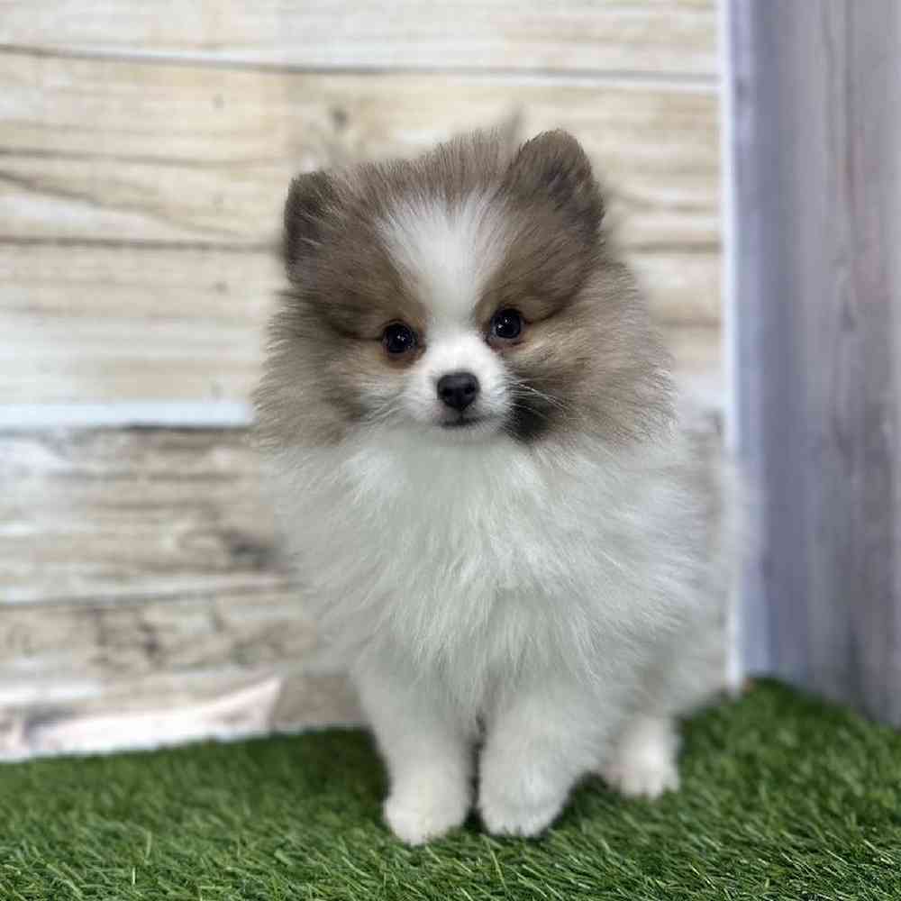 Male Pomeranian Puppy for Sale in Saugus, MA