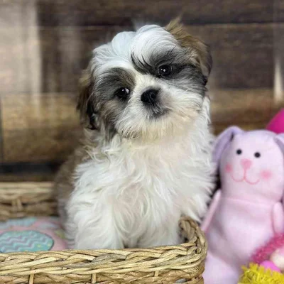 Male Shih Tzu Puppy for Sale in Saugus, MA