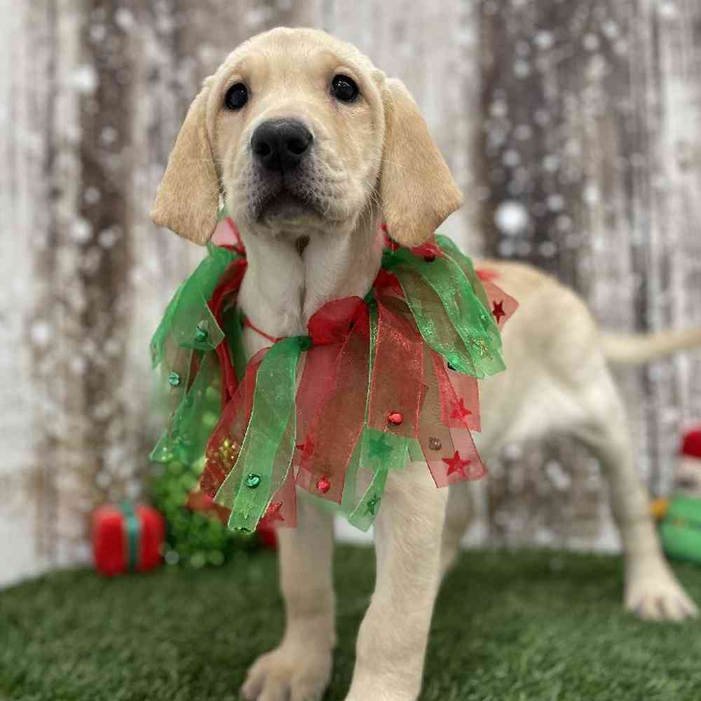 Female Labrador Retriever Puppy for Sale in Braintree, MA