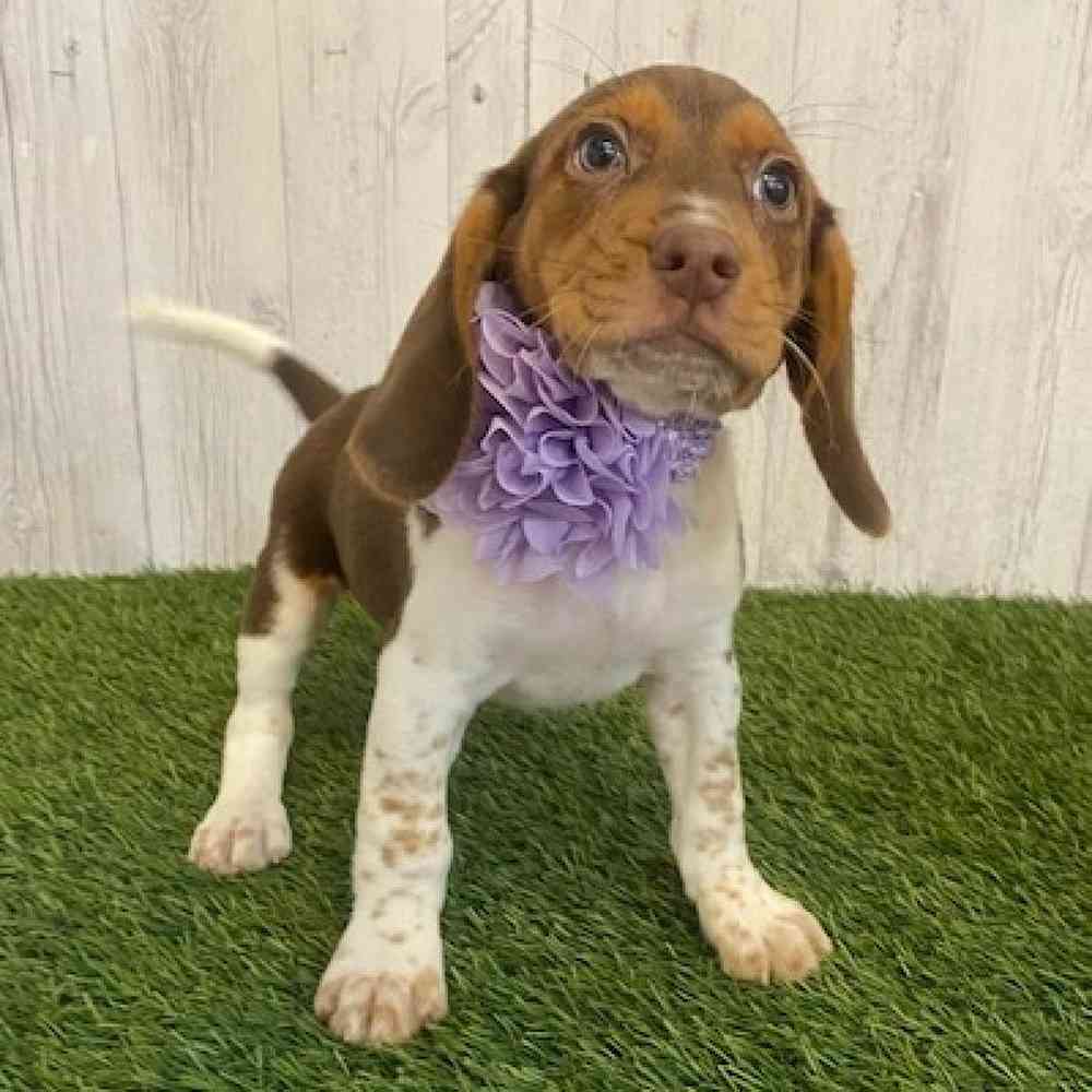 Female Beagle Puppy for sale