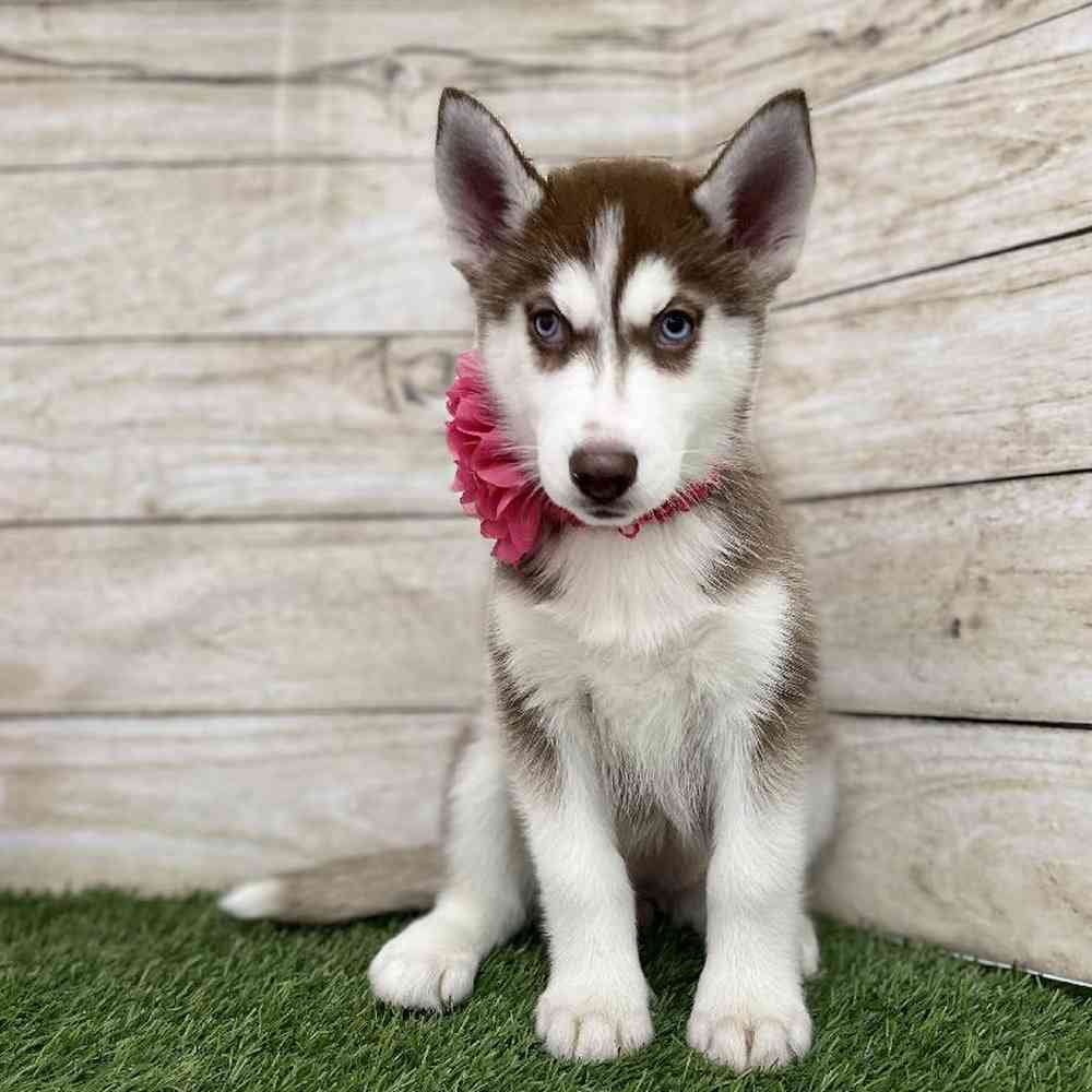 Female Siberian Husky Puppy for Sale in Braintree, MA