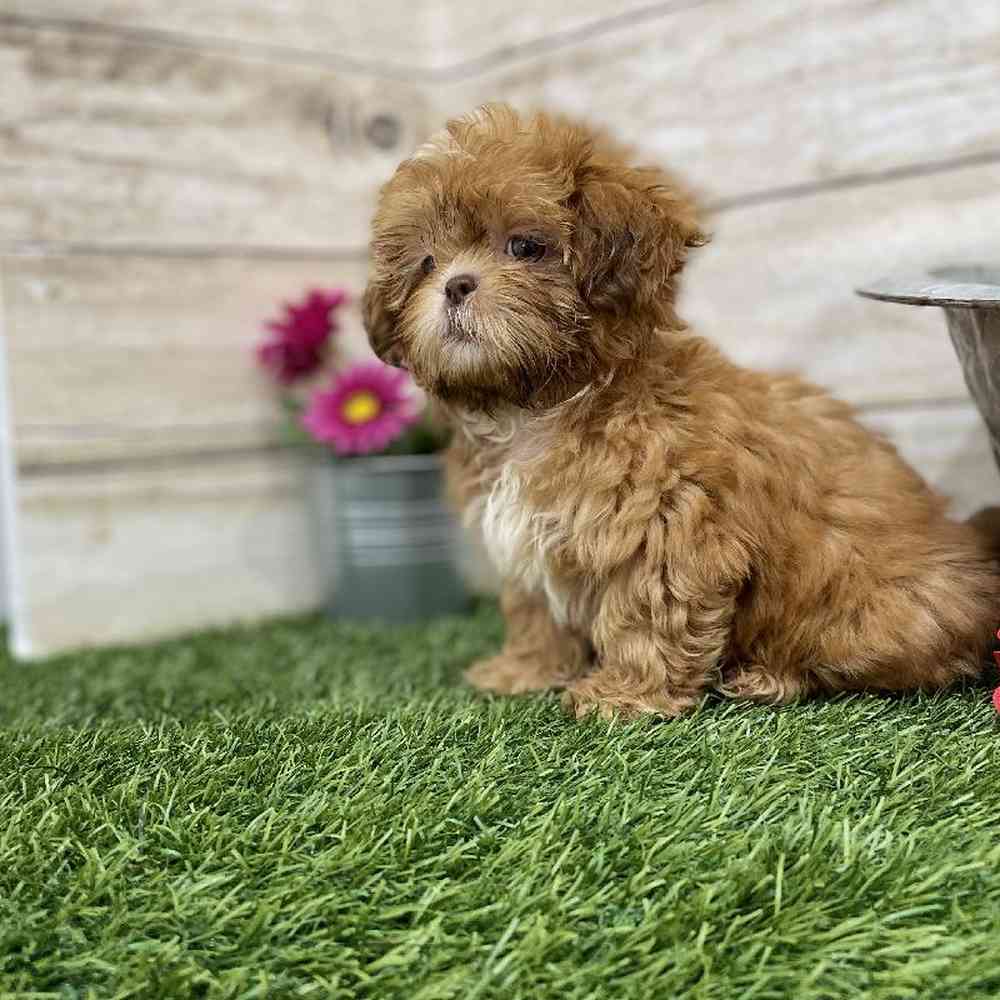 Female Shih Tzu Puppy for Sale in Braintree, MA