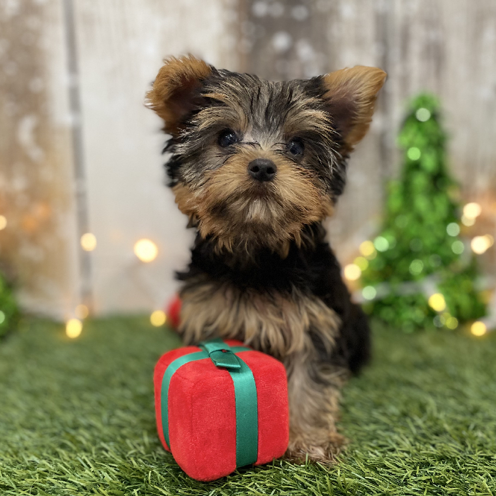 Female Yorkshire Terrier Puppy for Sale in Braintree, MA