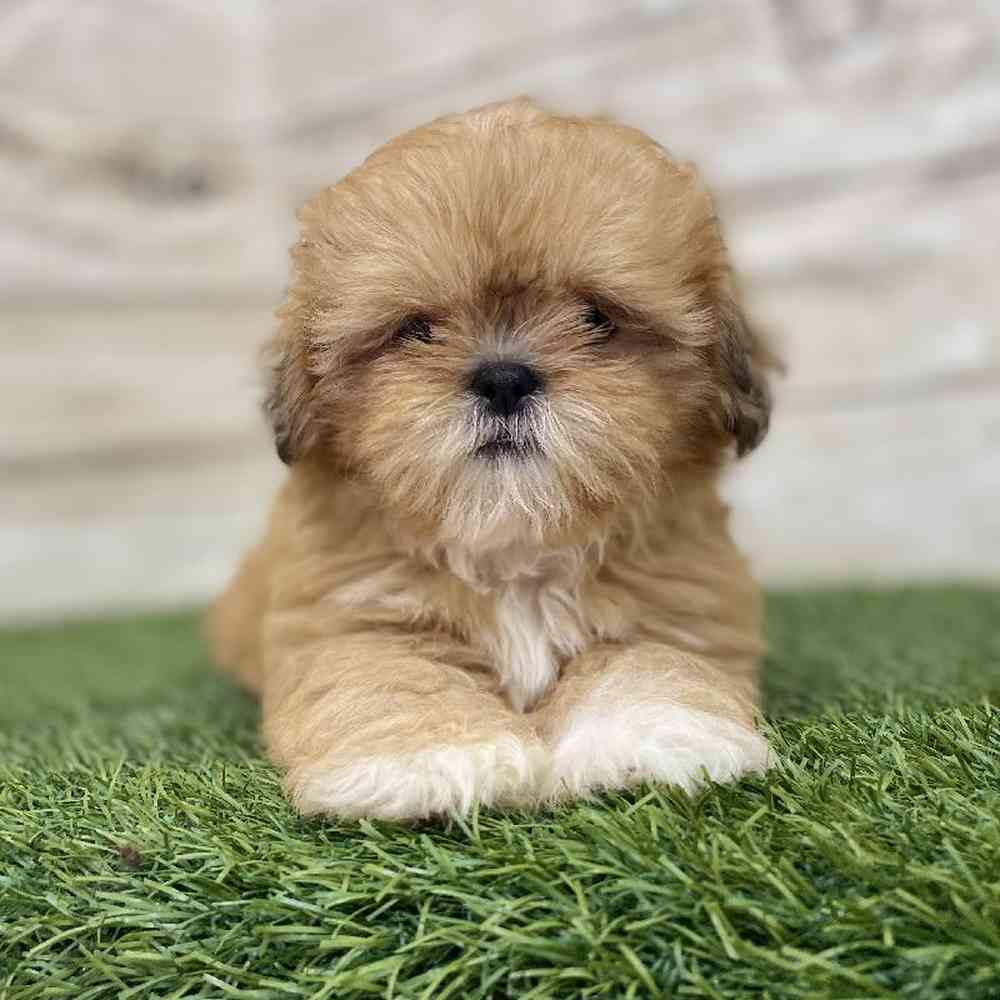 Male Shih Tzu Puppy for Sale in Braintree, MA