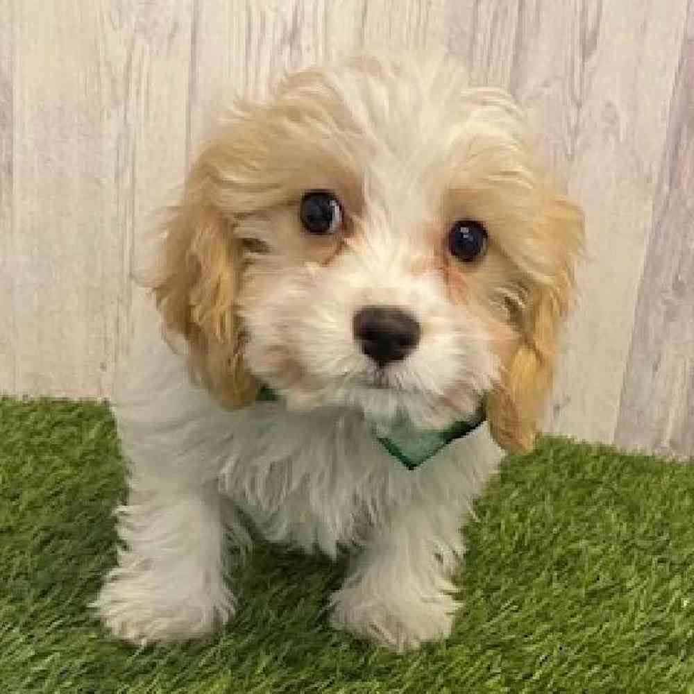 Male Cavachon Puppy for Sale in Saugus, MA