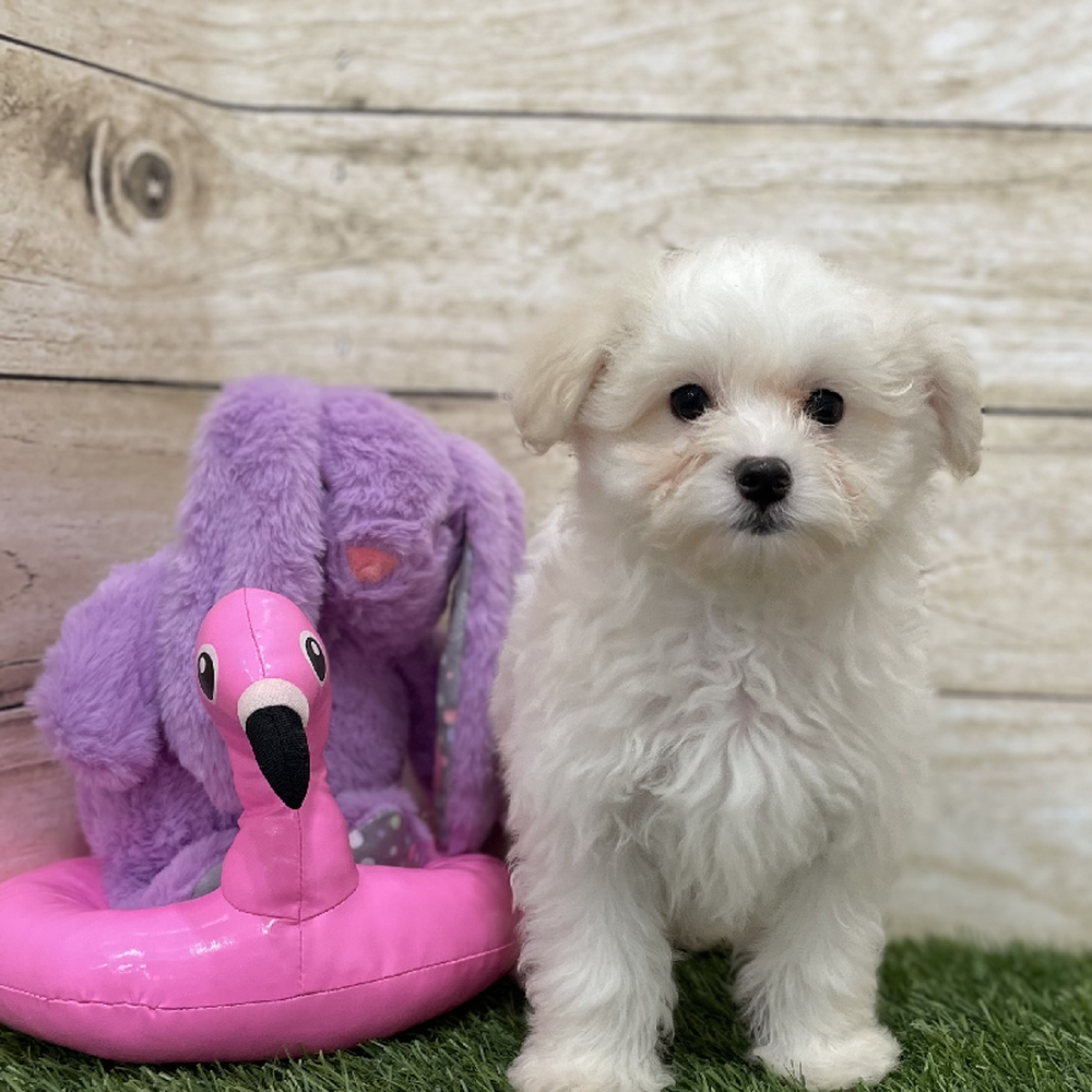 Male Coton De Tulear Puppy for Sale in Braintree, MA