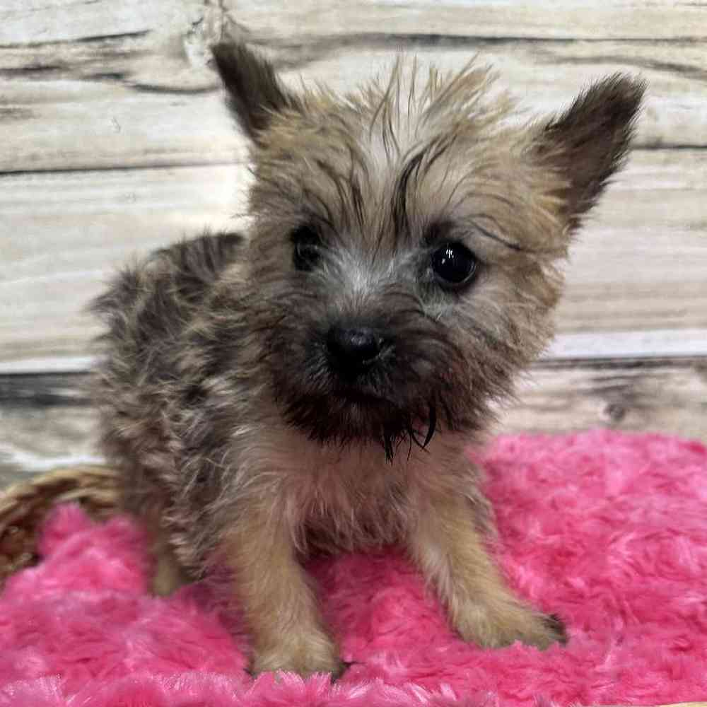 Female Cairn Terrier Puppy for Sale in Saugus, MA