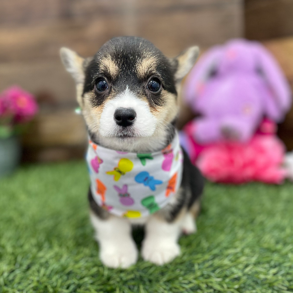 Female Pembroke Welsh Corgi Puppy for Sale in Braintree, MA