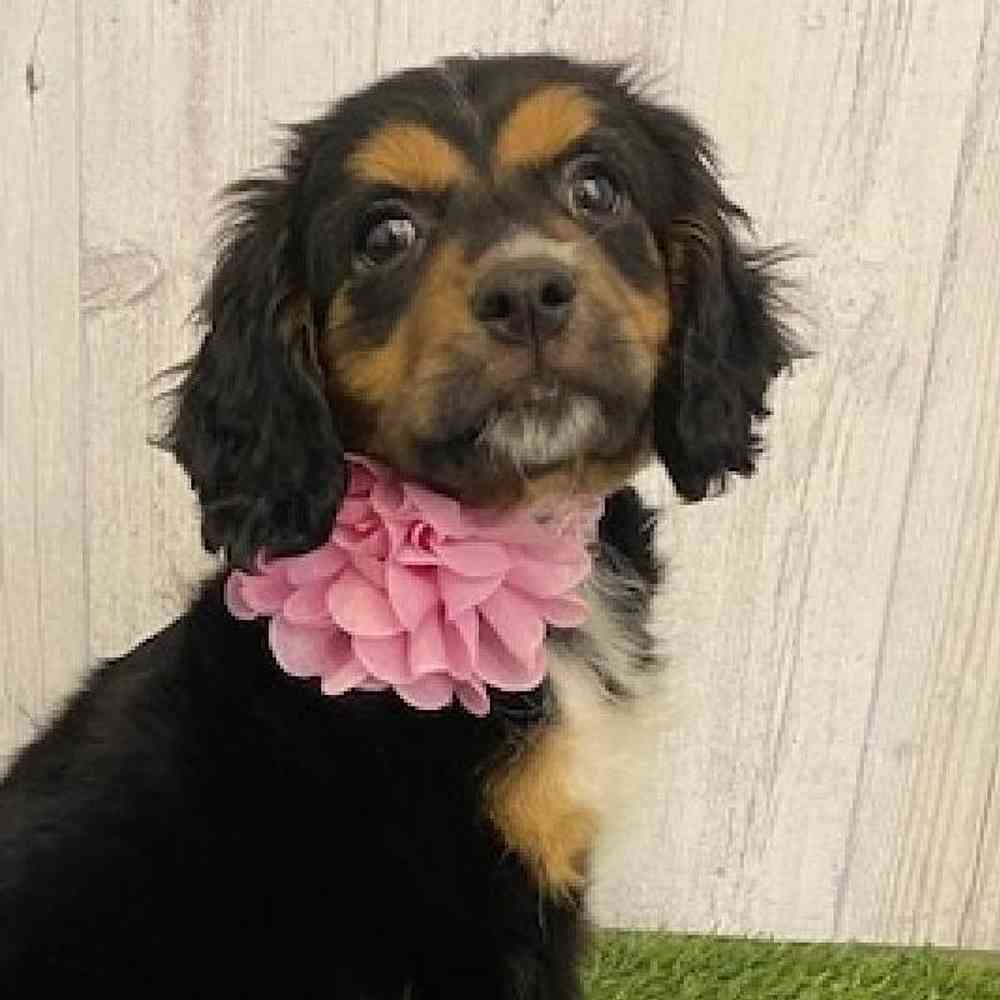 Female Cotralian (Mini Aussie/Cocker Spaniel) Puppy for sale
