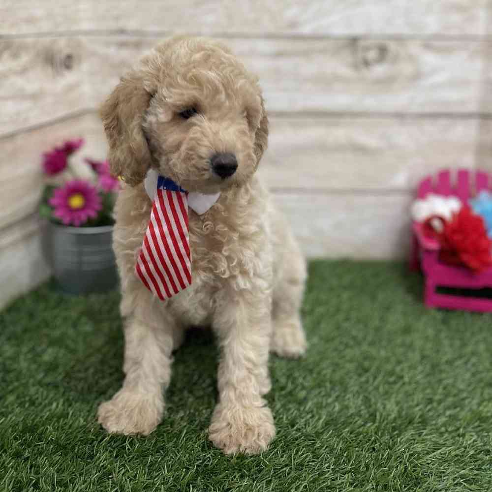 Male Mini Goldendoodle F1BB Puppy for Sale in Braintree, MA