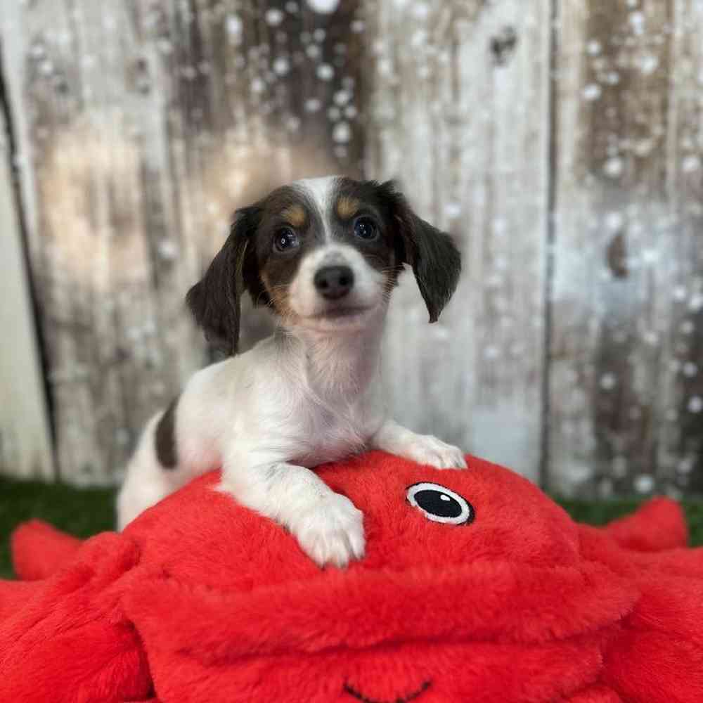 Female Chiweenie Puppy for Sale in Saugus, MA