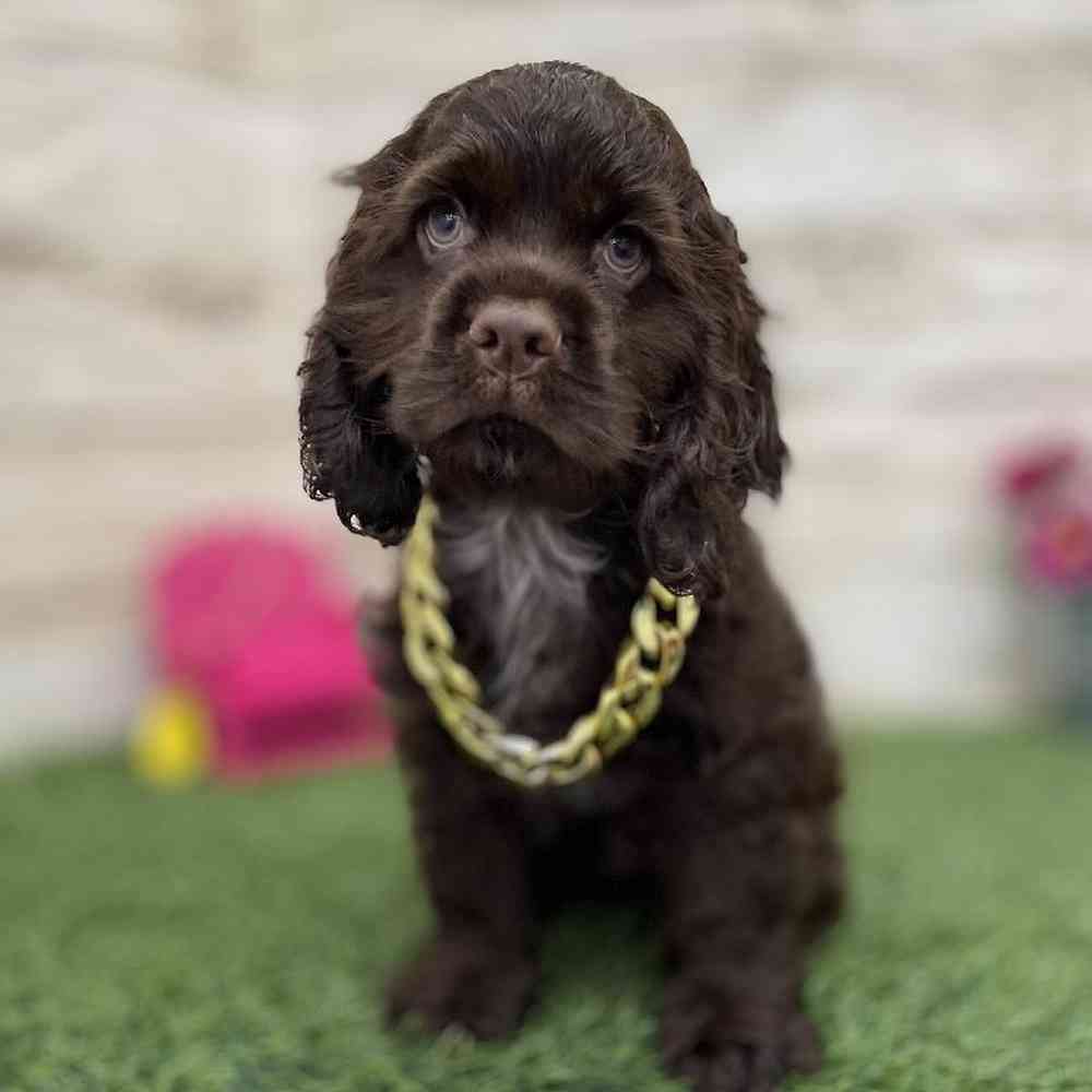 Male Cocker Spaniel Puppy for Sale in Braintree, MA