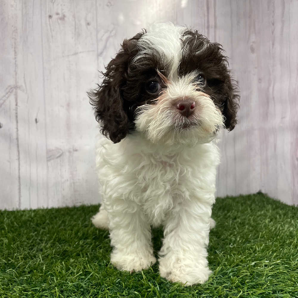 Male Shih-Poo Puppy for Sale in Braintree, MA