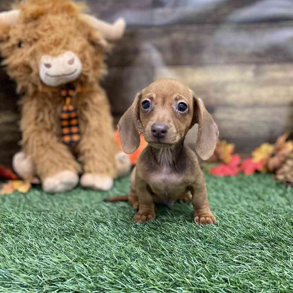 Male Dachshund Puppy for Sale in Braintree, MA