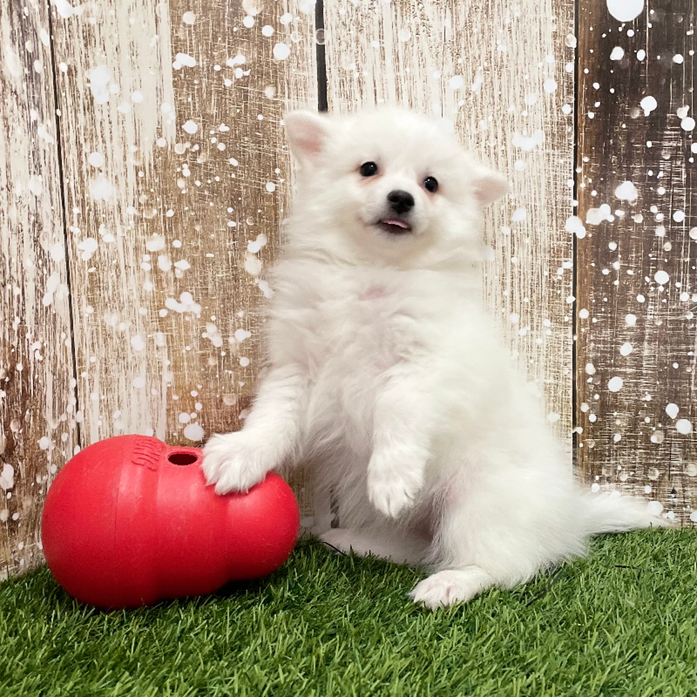 Female American Eskimo Puppy for Sale in Braintree, MA