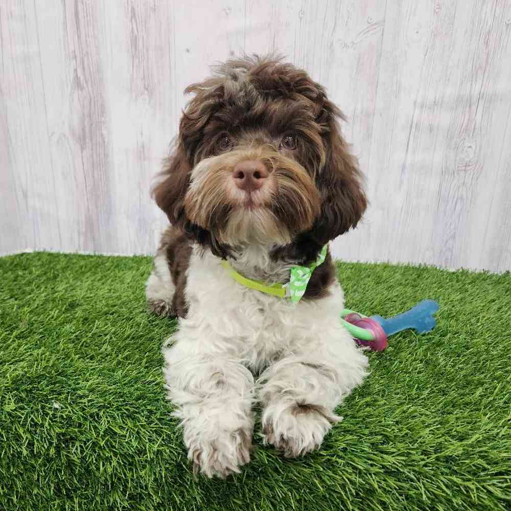 Male Havanese Puppy for Sale in Braintree, MA