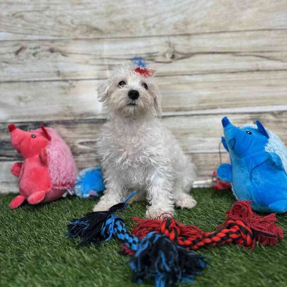 Female Schnoodle Puppy for Sale in Saugus, MA