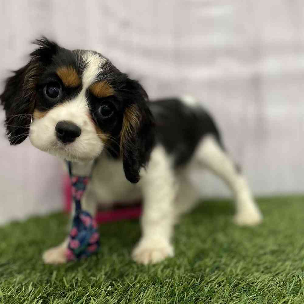 Male Cavalier King Charles Spaniel Puppy for Sale in Braintree, MA