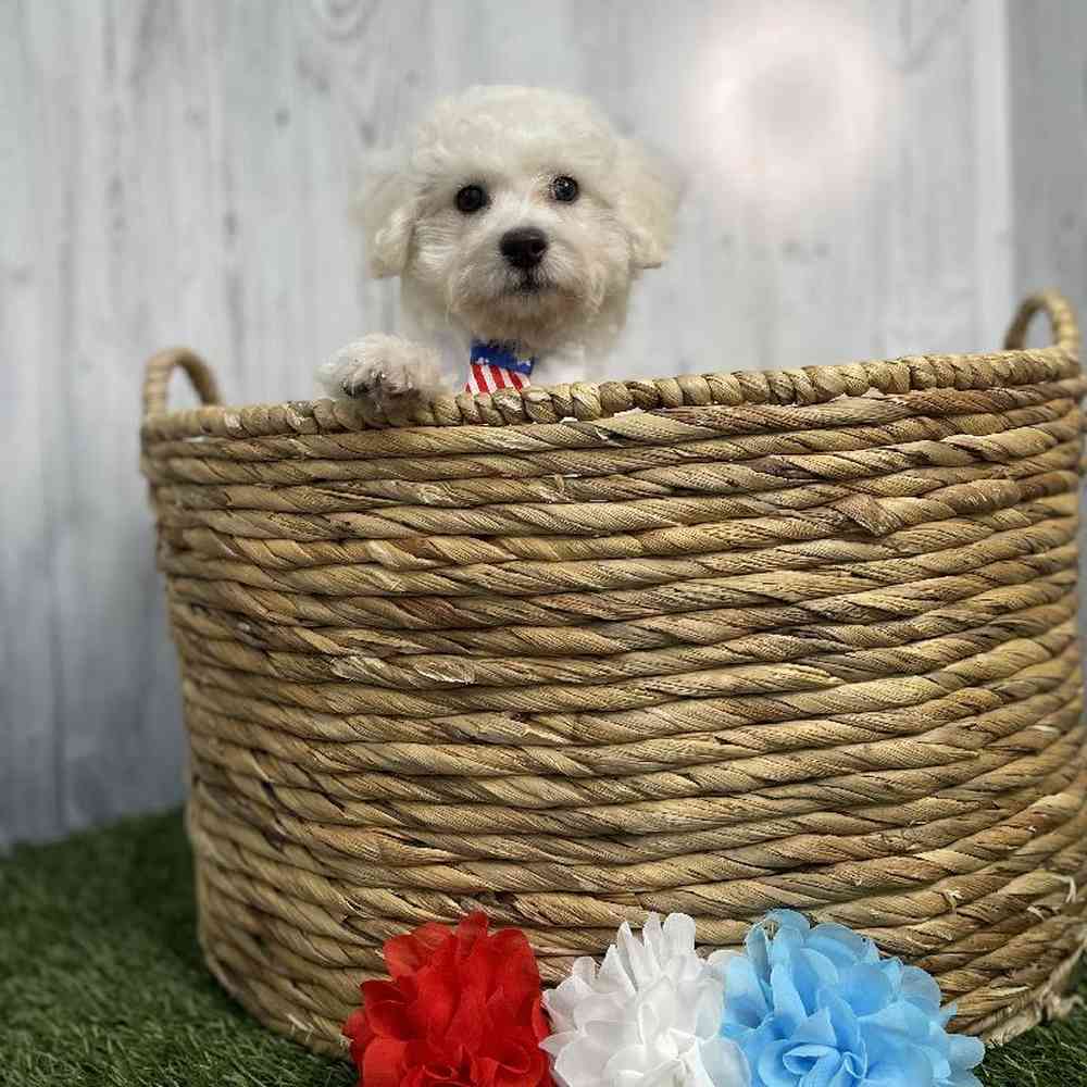 Male Bichon Frise Puppy for sale