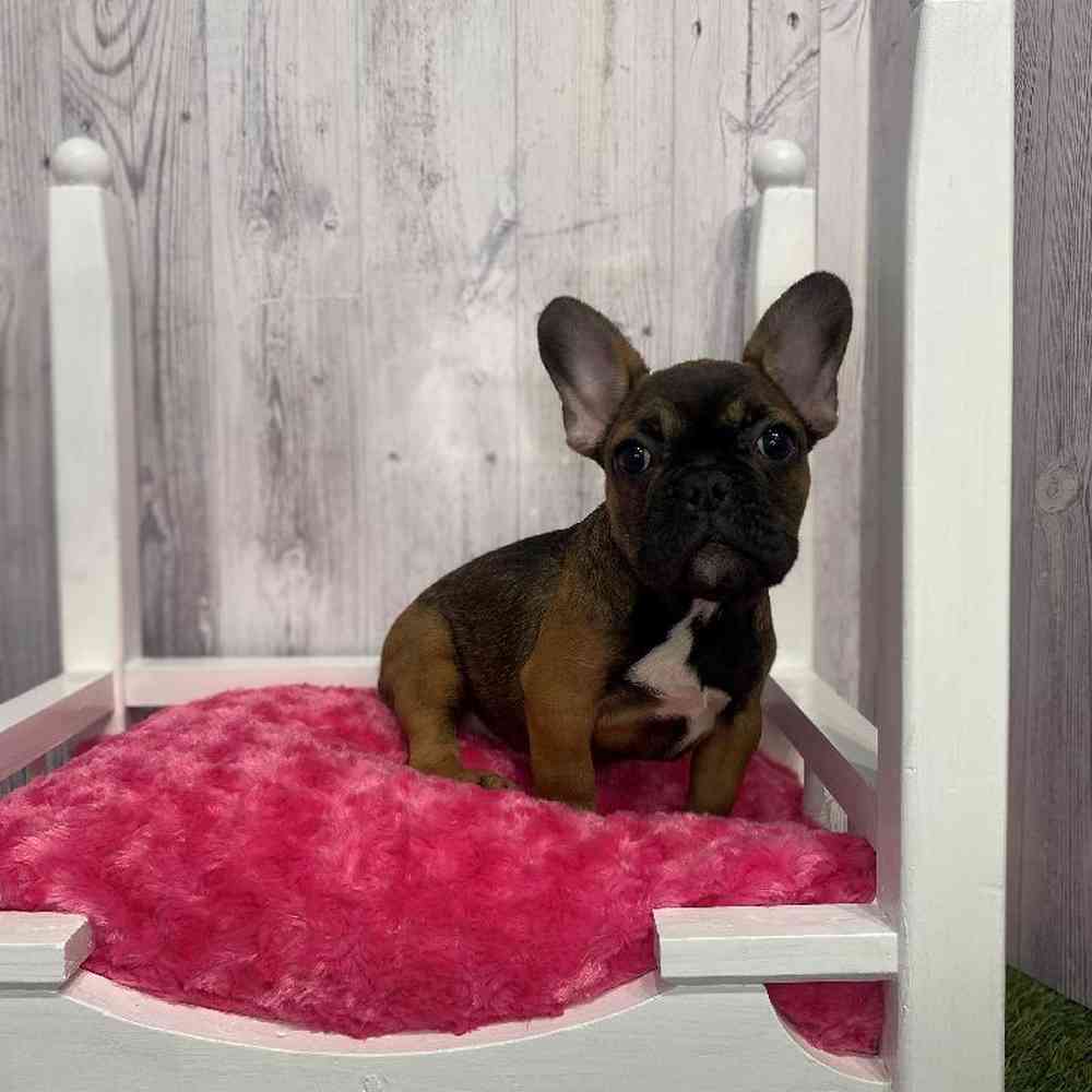 Female French Bulldog Puppy for Sale in Saugus, MA