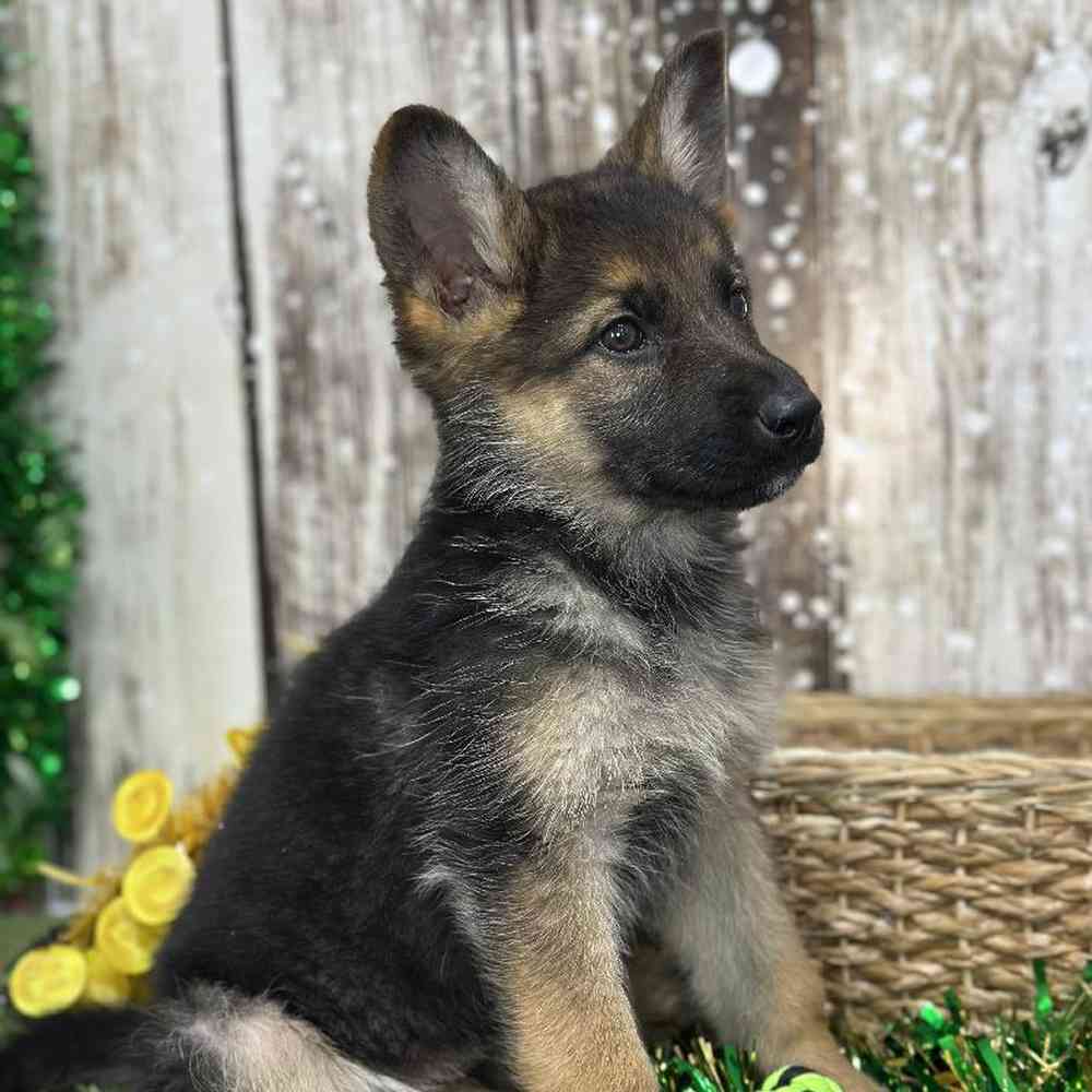 Female German Shepherd Dog Puppy for Sale in Saugus, MA