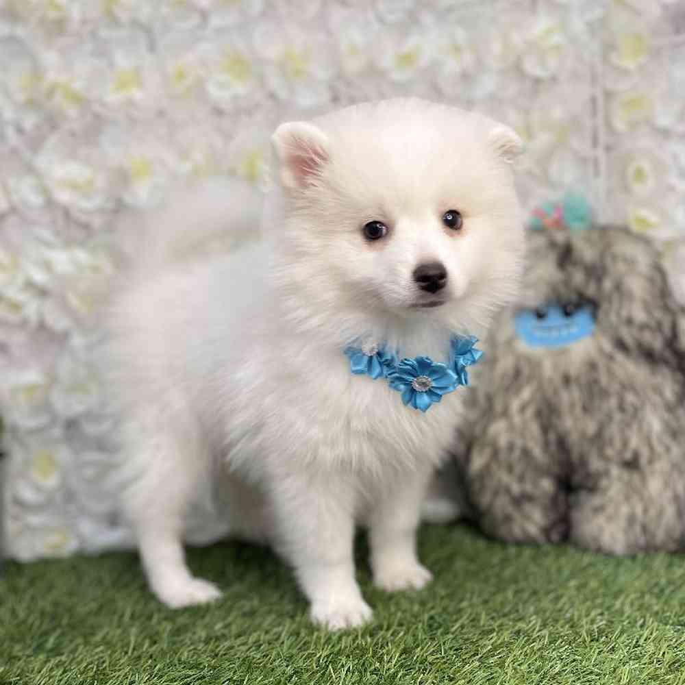 Female American Eskimo Puppy for Sale in Braintree, MA