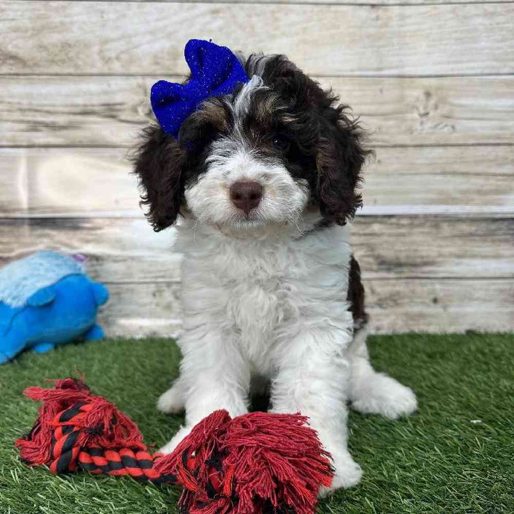 Female Mini Bernedoodle 2nd Gen Puppy for Sale in Saugus, MA