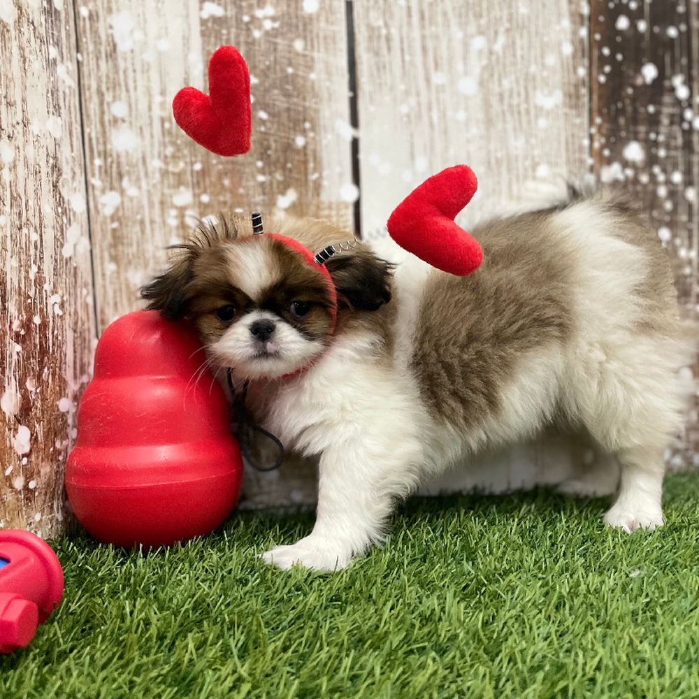 Female Japanese Chin Puppy for Sale in Braintree, MA