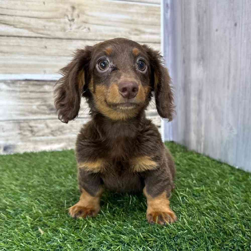 Female Dachshund Puppy for Sale in Saugus, MA