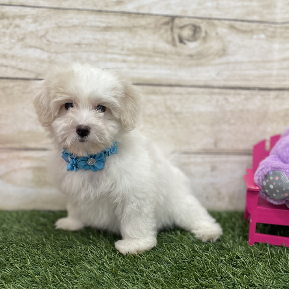 Female Coton De Tulear Puppy for Sale in Braintree, MA