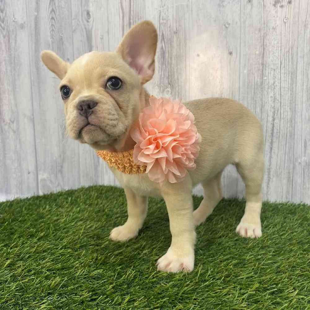 Female French Bulldog Puppy for Sale in Saugus, MA