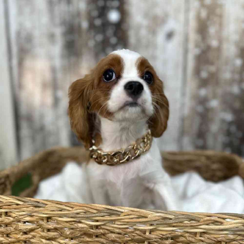 Male Cavalier King Charles Spaniel Puppy for Sale in Saugus, MA