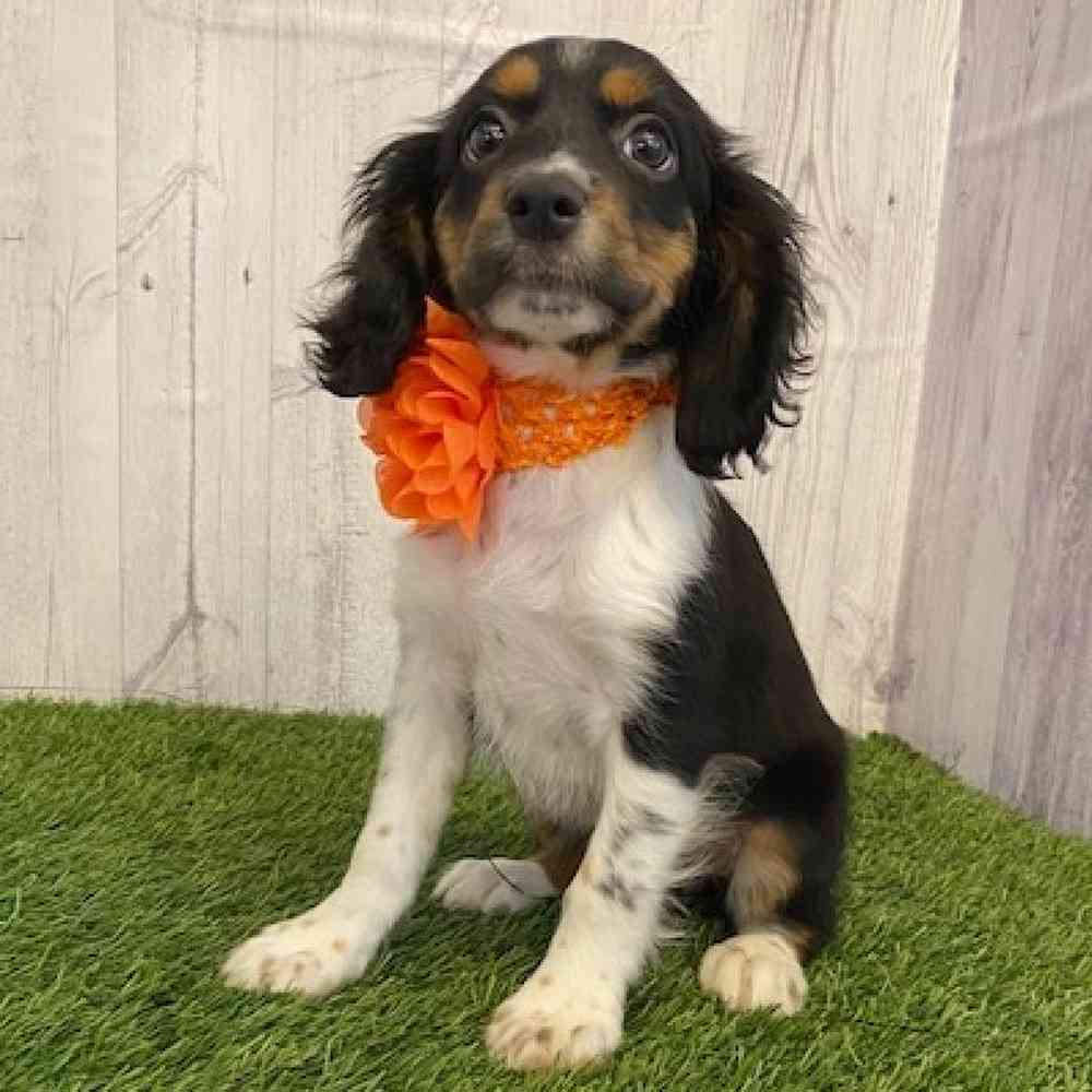 Female Cotralian (Mini Aussie/Cocker Spaniel) Puppy for sale