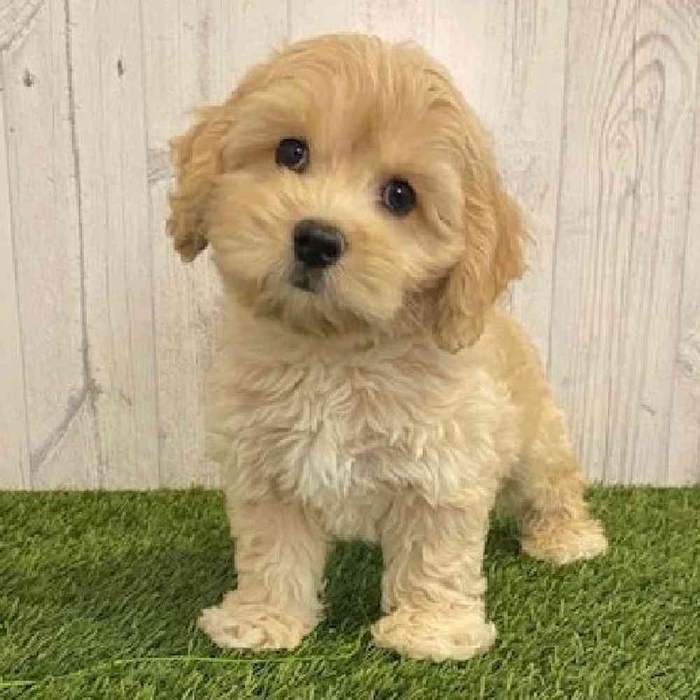 Male CockaChon Puppy for sale