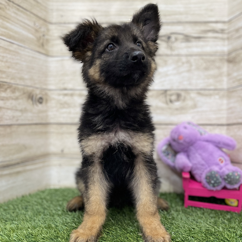 Male German Shepherd Dog Puppy for Sale in Braintree, MA