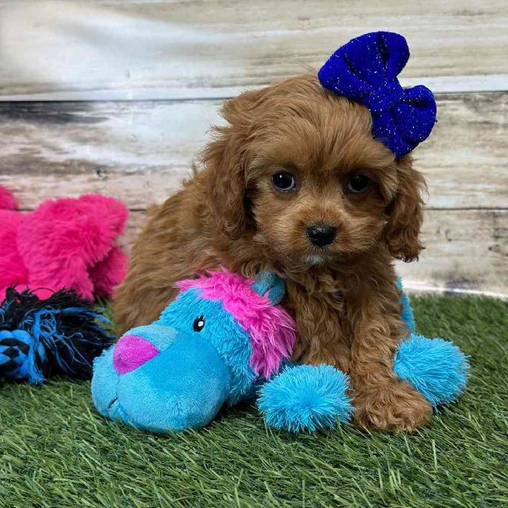 Female Cavapoo Puppy for Sale in Saugus, MA
