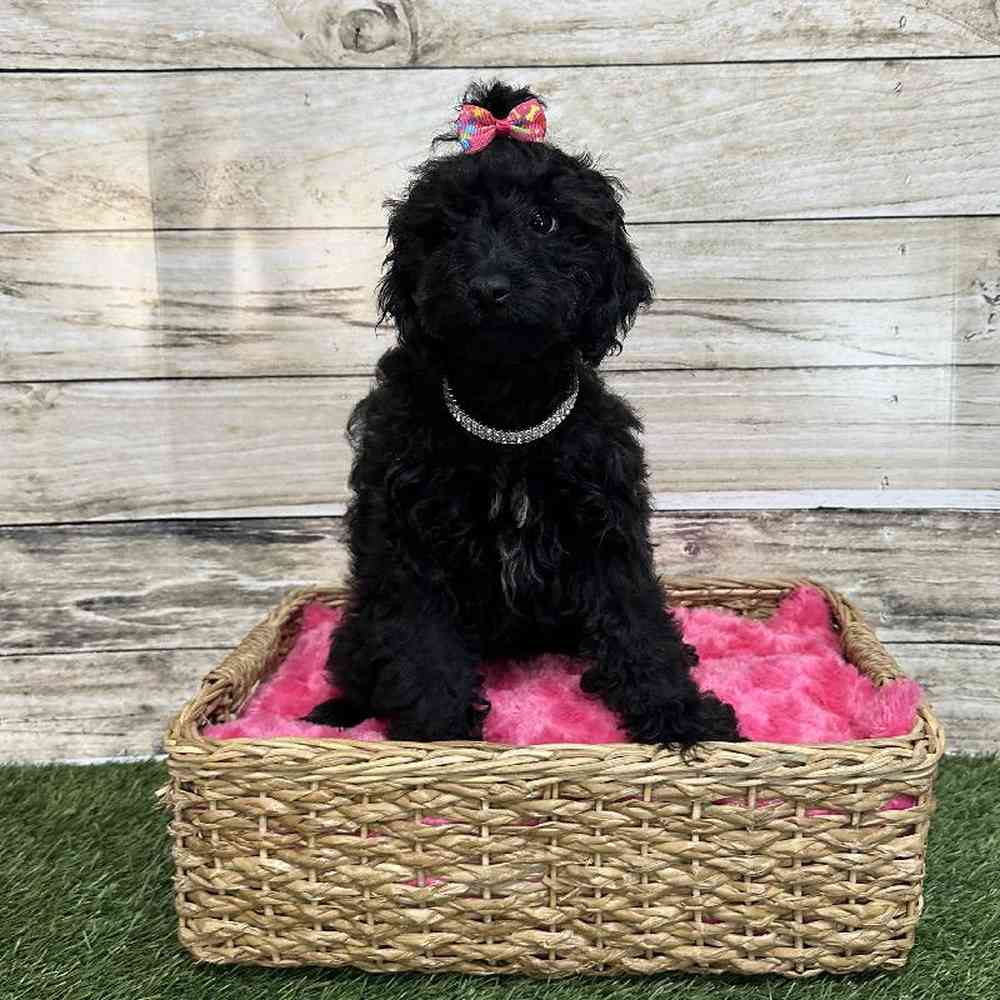 Female Cockapoo 2nd Gen Puppy for Sale in Saugus, MA