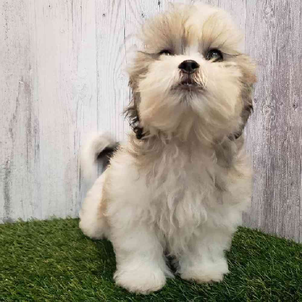 Male Teddy Bear (Zuchon) Puppy for sale