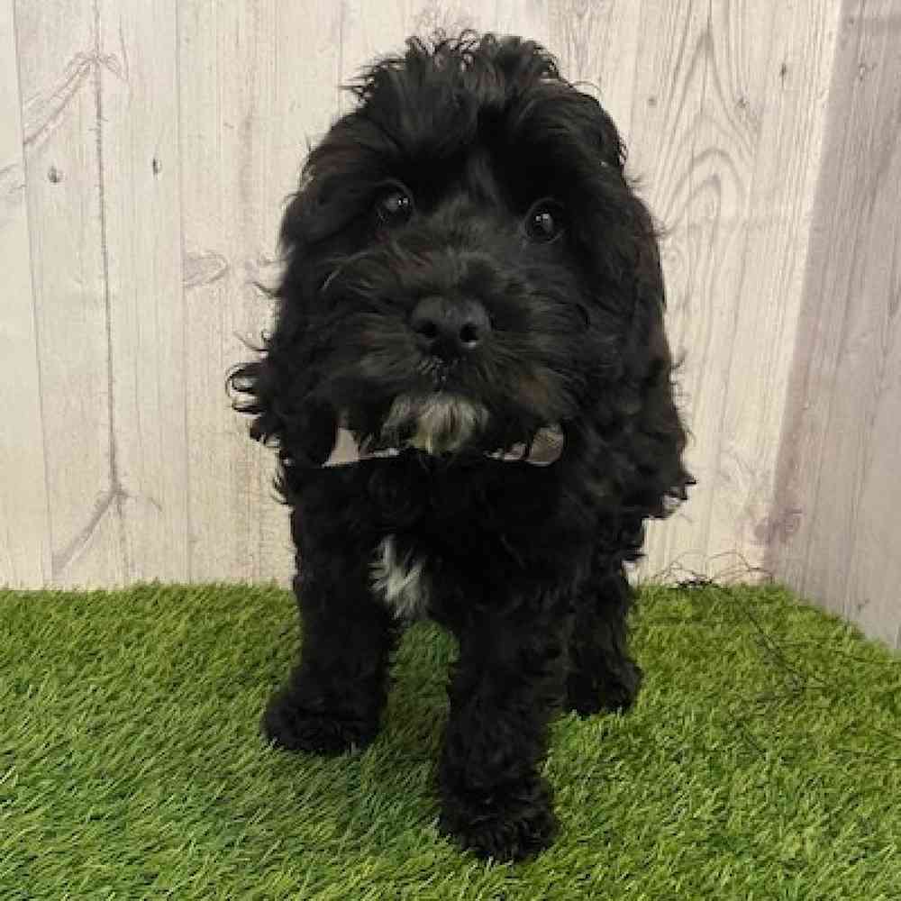 Male Cockapoo Puppy for sale
