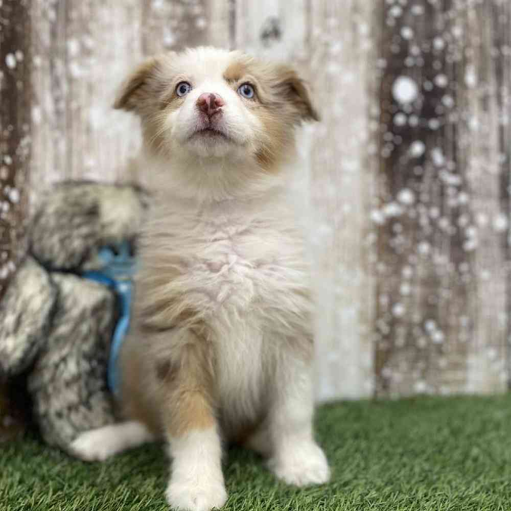Female Miniature Australian Shepherd Puppy for Sale in Braintree, MA