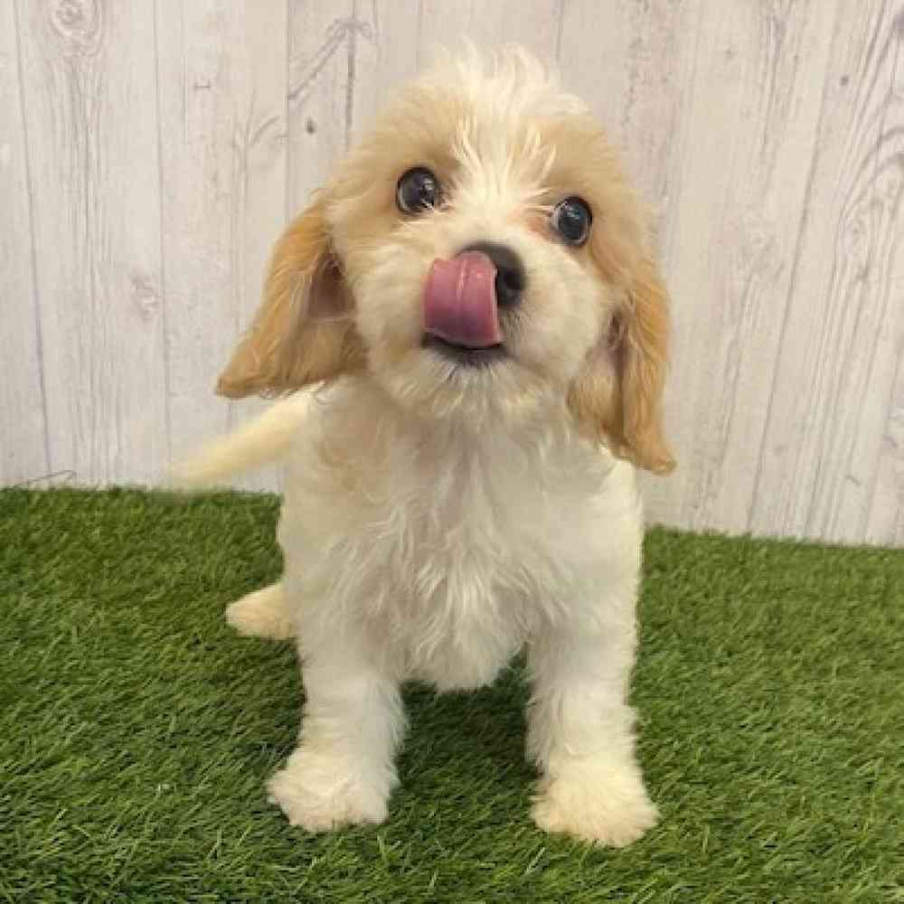 Male Cavachon Puppy for sale
