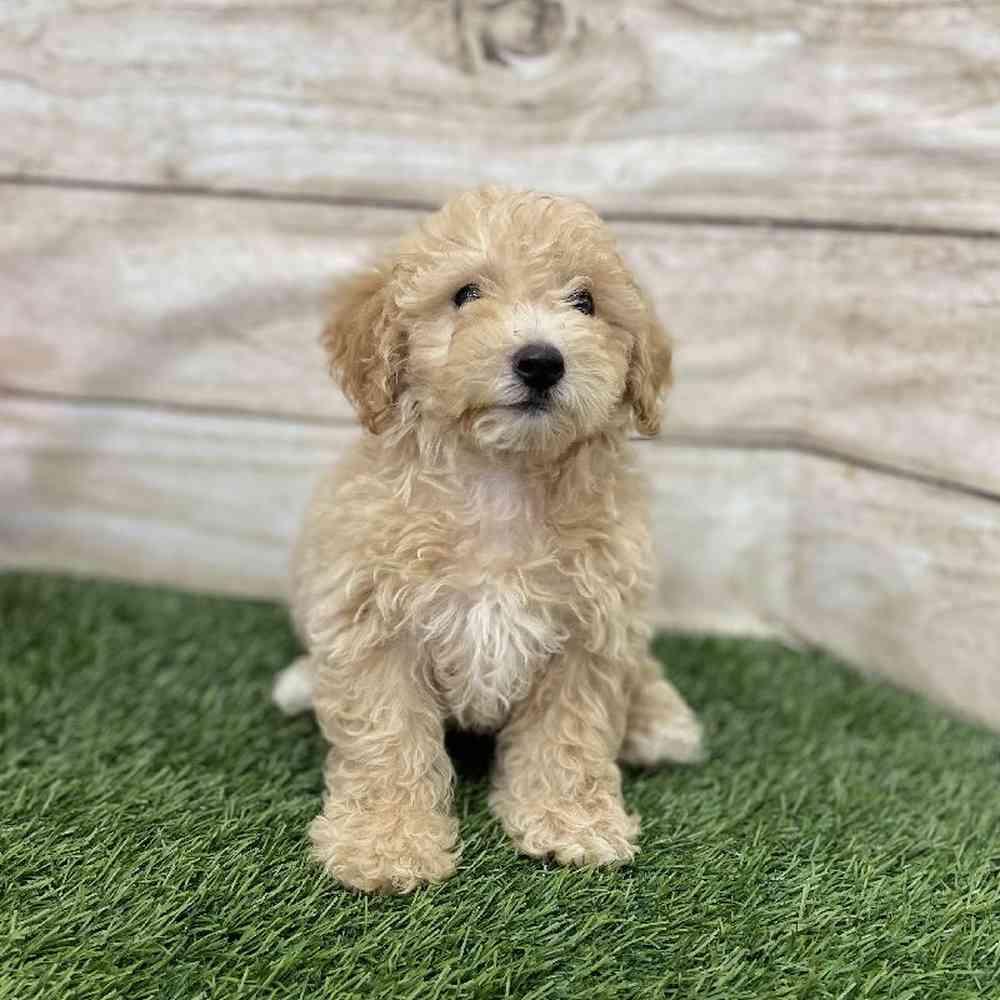 Male Poodle (MINI) Puppy for Sale in Braintree, MA
