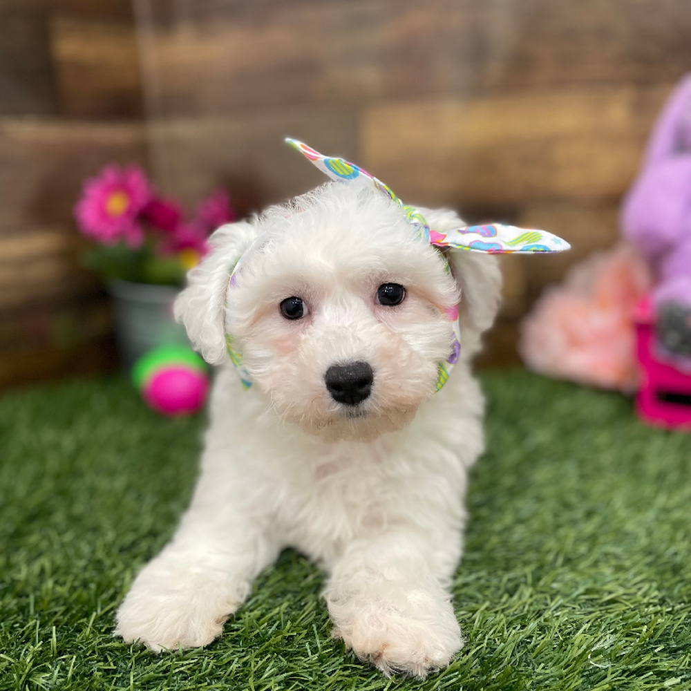 Female Griffichon Puppy for Sale in Braintree, MA