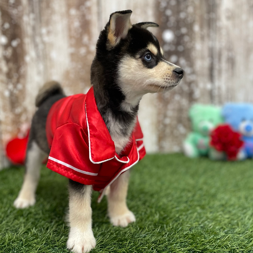 Male Alaskan Klee Kai Puppy for Sale in Braintree, MA