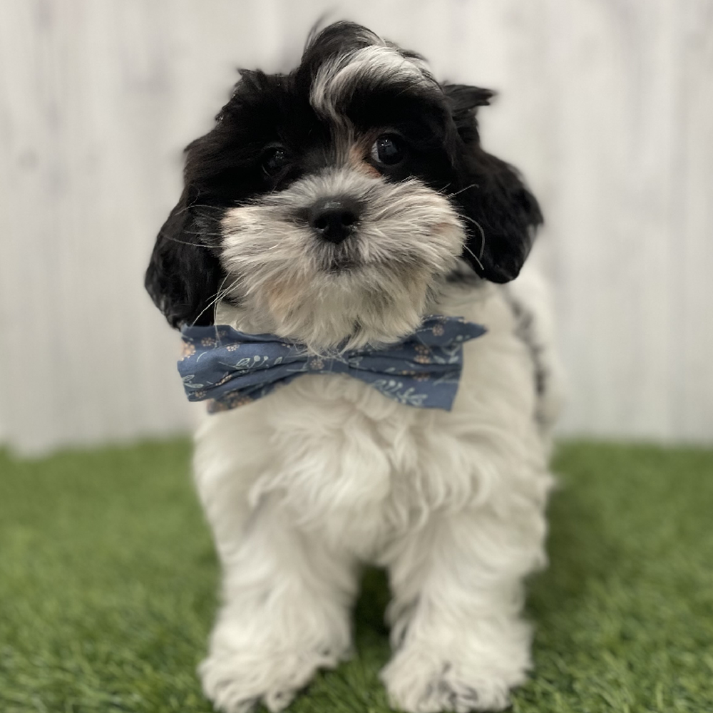 Male Shih-Poo Puppy for Sale in Braintree, MA