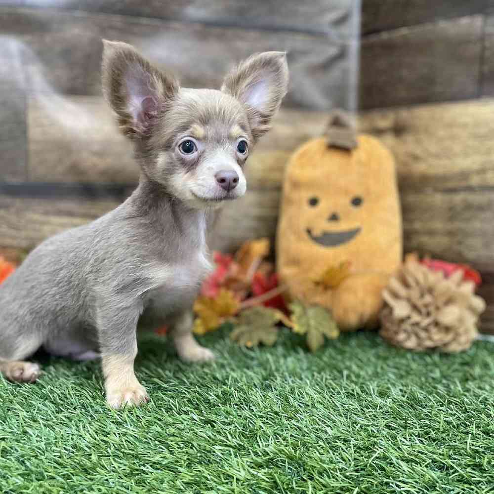 Male Chihuahua Puppy for Sale in Braintree, MA