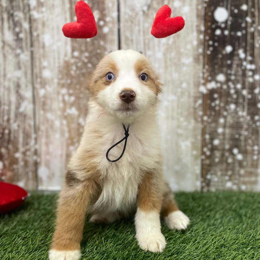 Female Miniature Australian Shepherd Puppy for Sale in Braintree, MA