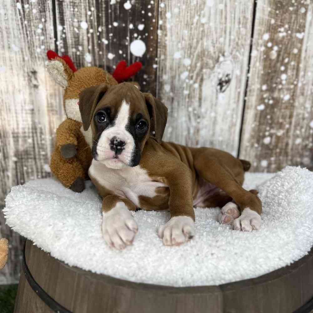 Female Boxer Puppy for Sale in Saugus, MA