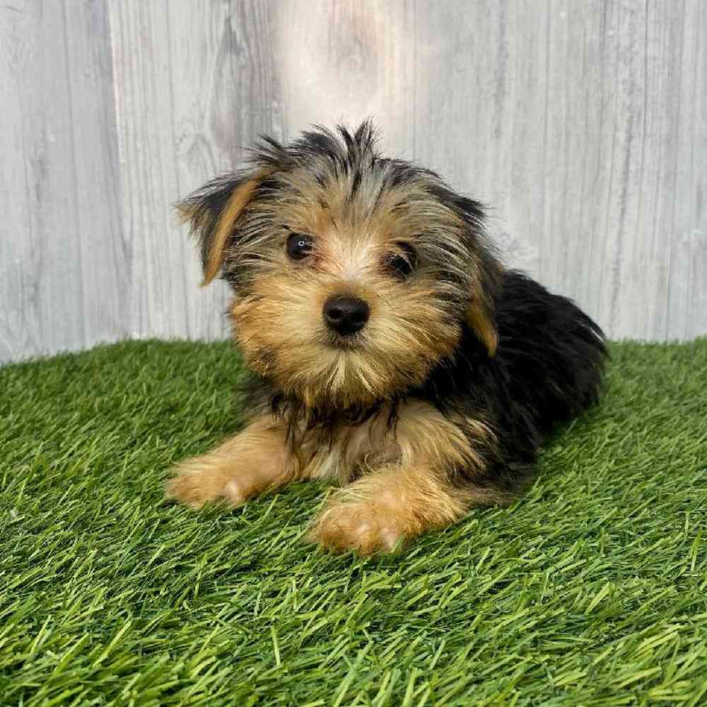 Male Yorkshire Terrier Puppy for Sale in Saugus, MA
