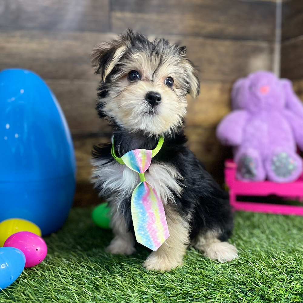 Male Morkie Puppy for Sale in Braintree, MA